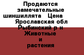  Продаются замечательные шиншиллята › Цена ­ 1 500 - Ярославская обл., Рыбинский р-н Животные и растения » Грызуны и Рептилии   . Ярославская обл.